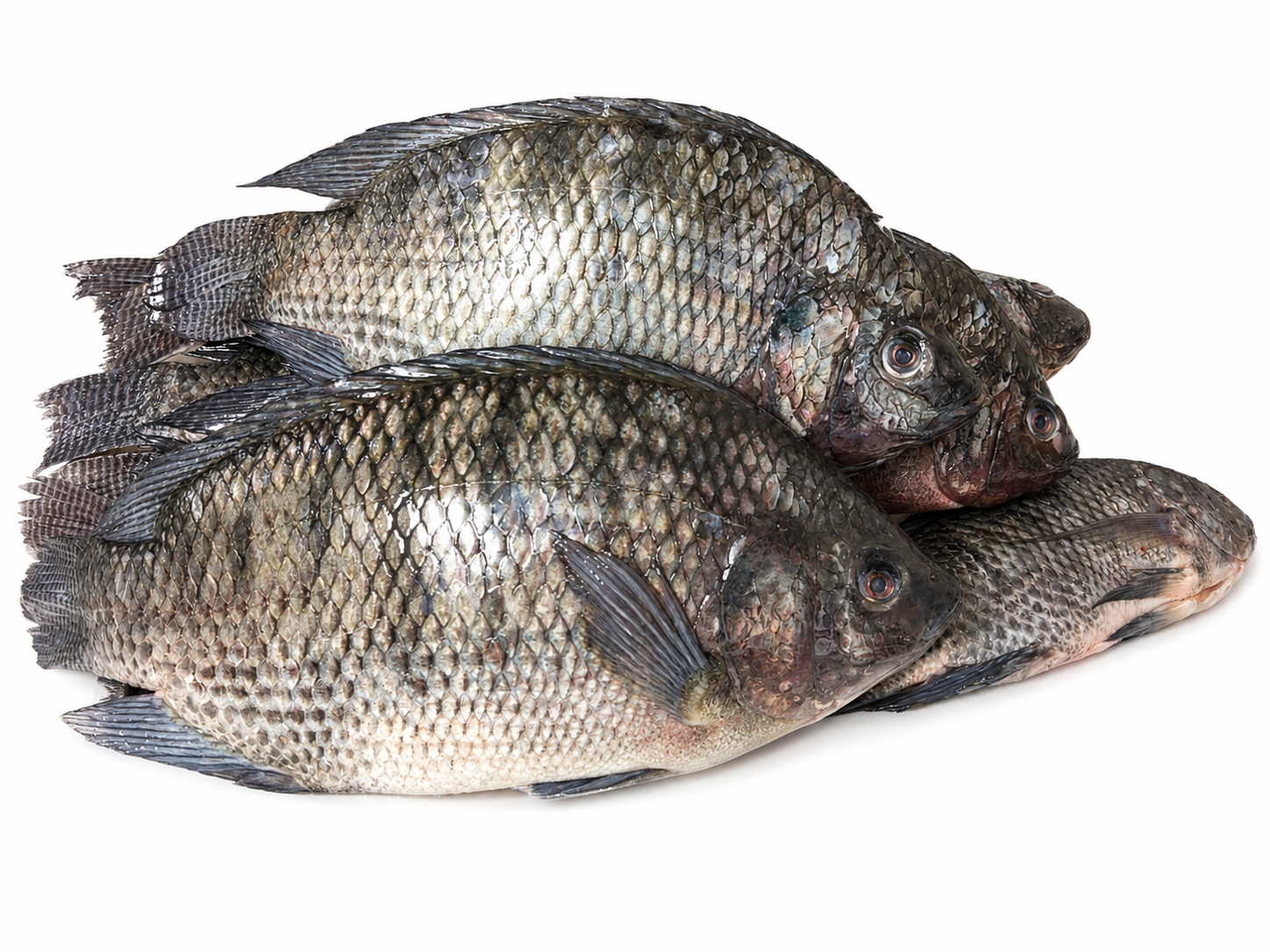 Mojarra Negra Salada y Fresca